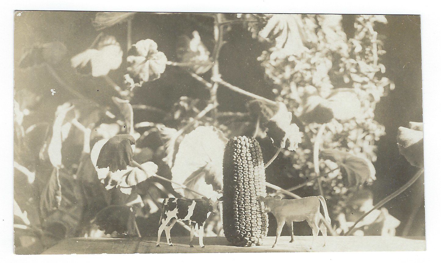 Exaggeration postcard